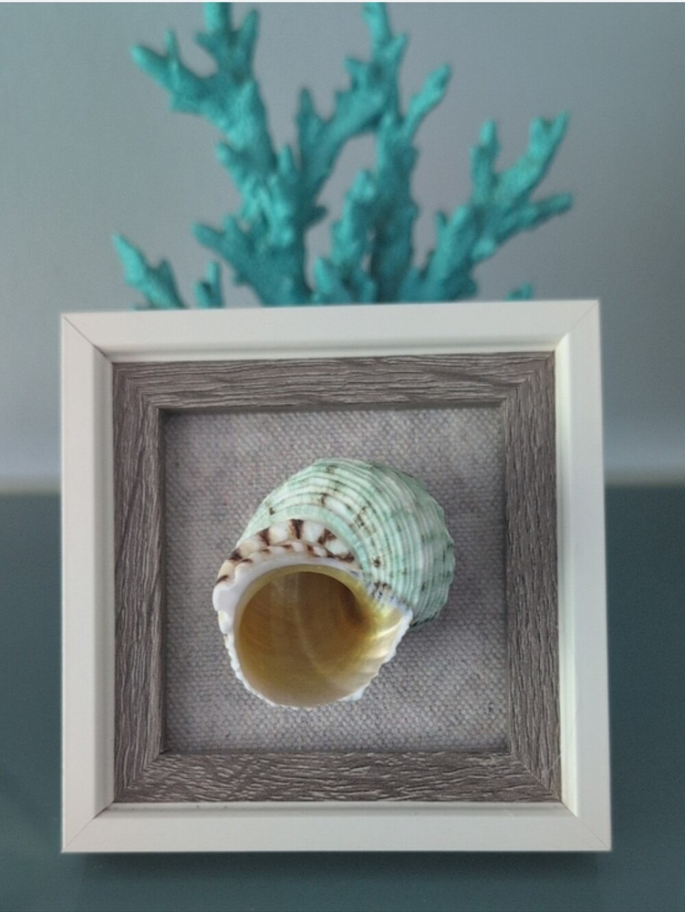 Turbo Imperiali Sea Snail Seashell Coastal Sea Shell Wall Art 4x4
